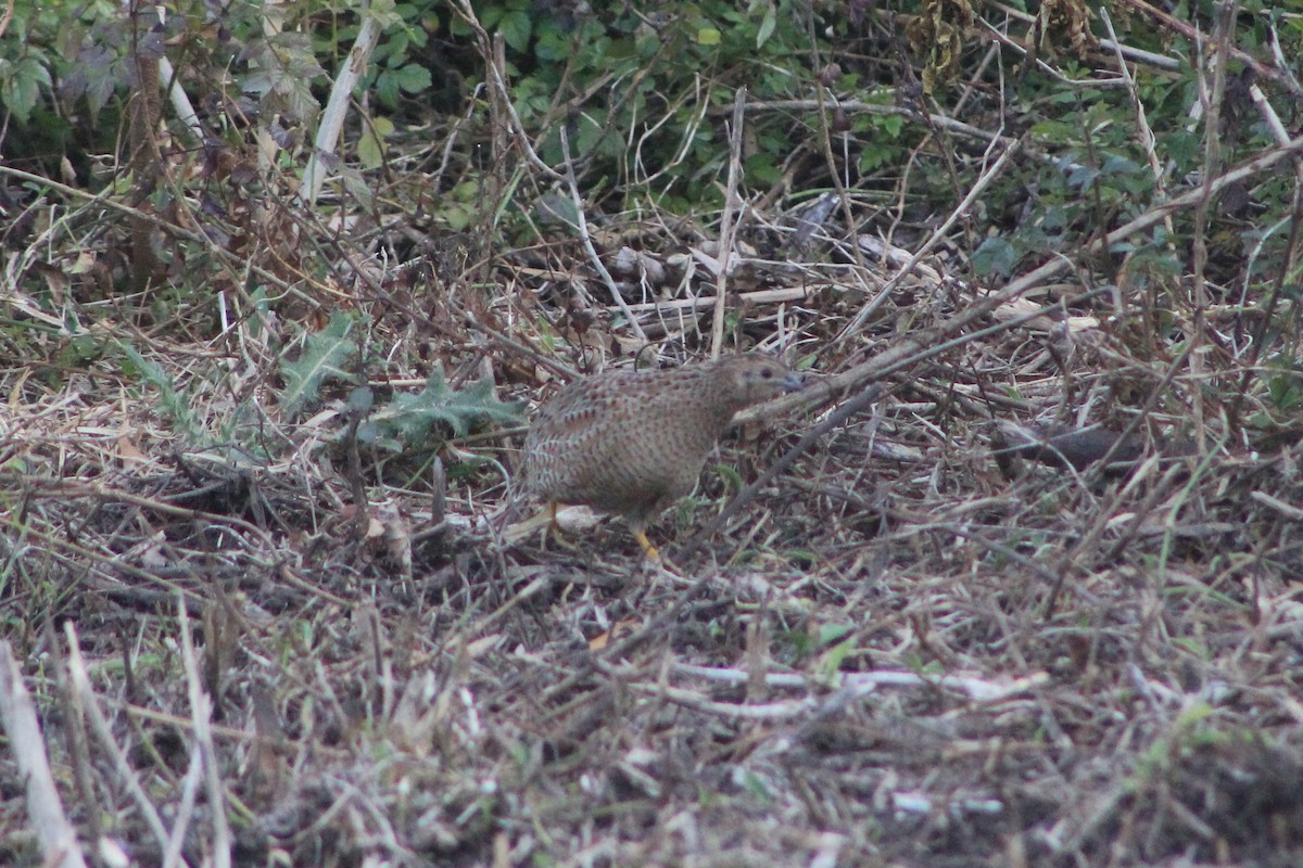 Brown Quail - ML641372864