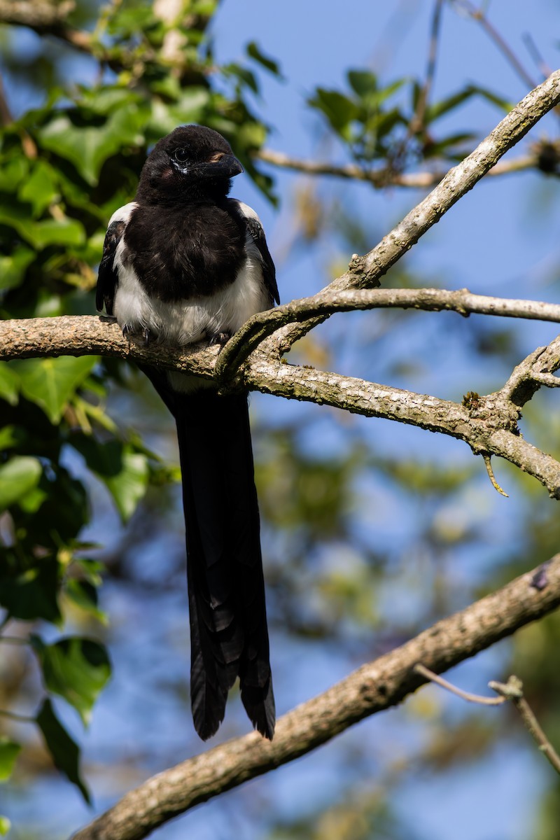 Eurasian Magpie - ML641372949