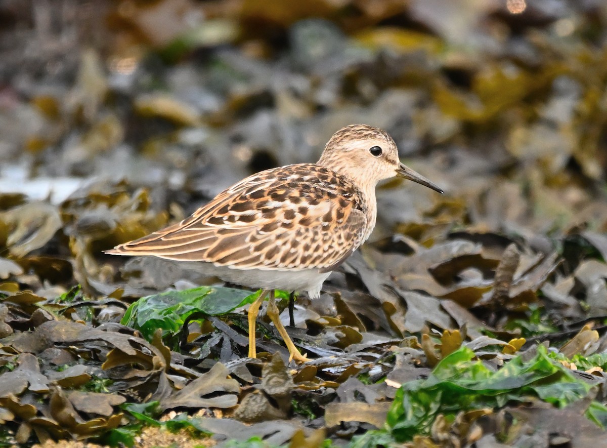 pygmésnipe - ML641372955
