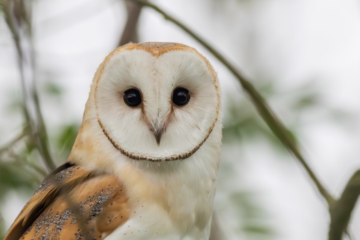 Western Barn Owl - ML641372983