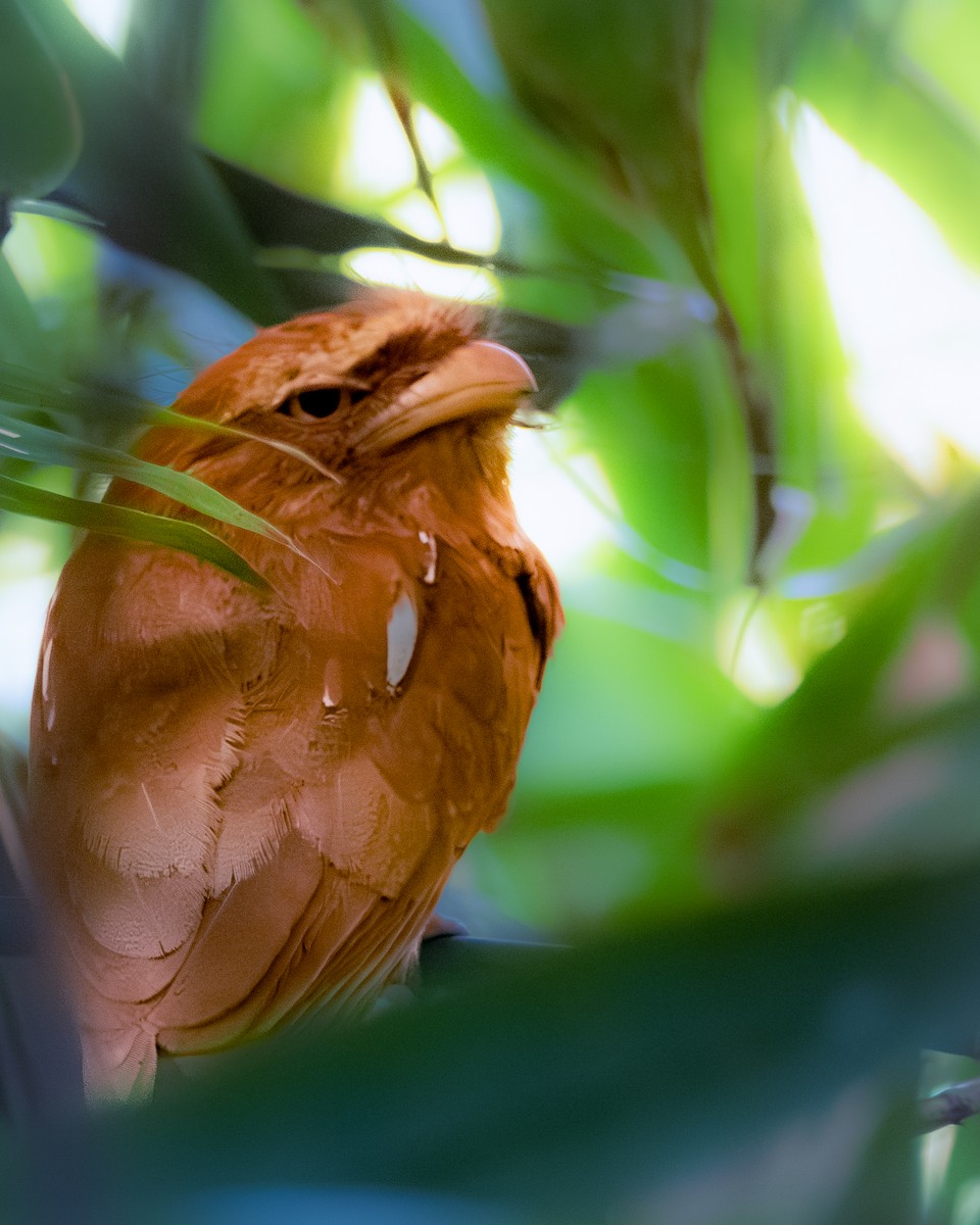 Javan Frogmouth - ML641372993