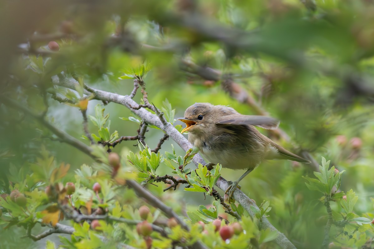 Урианхайн дууч шувуу - ML641373024