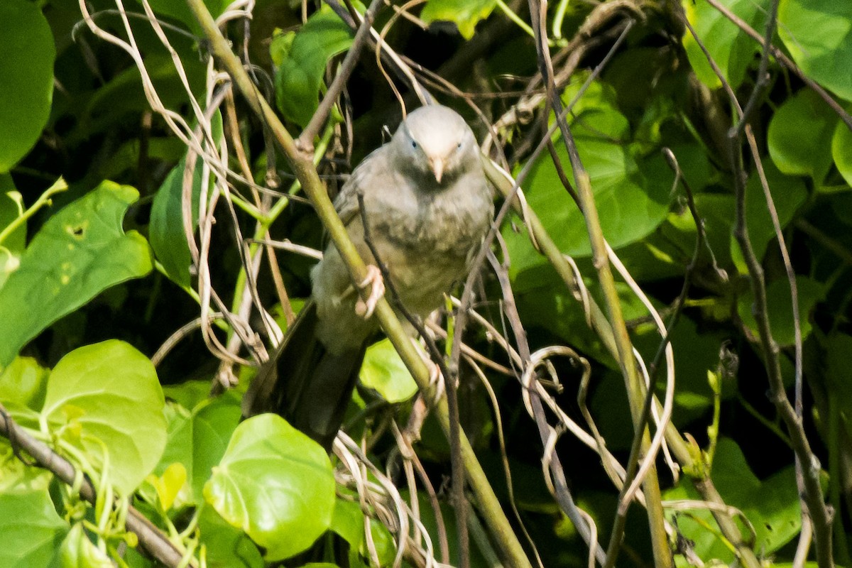 Yellow-billed Babbler - ML641373044