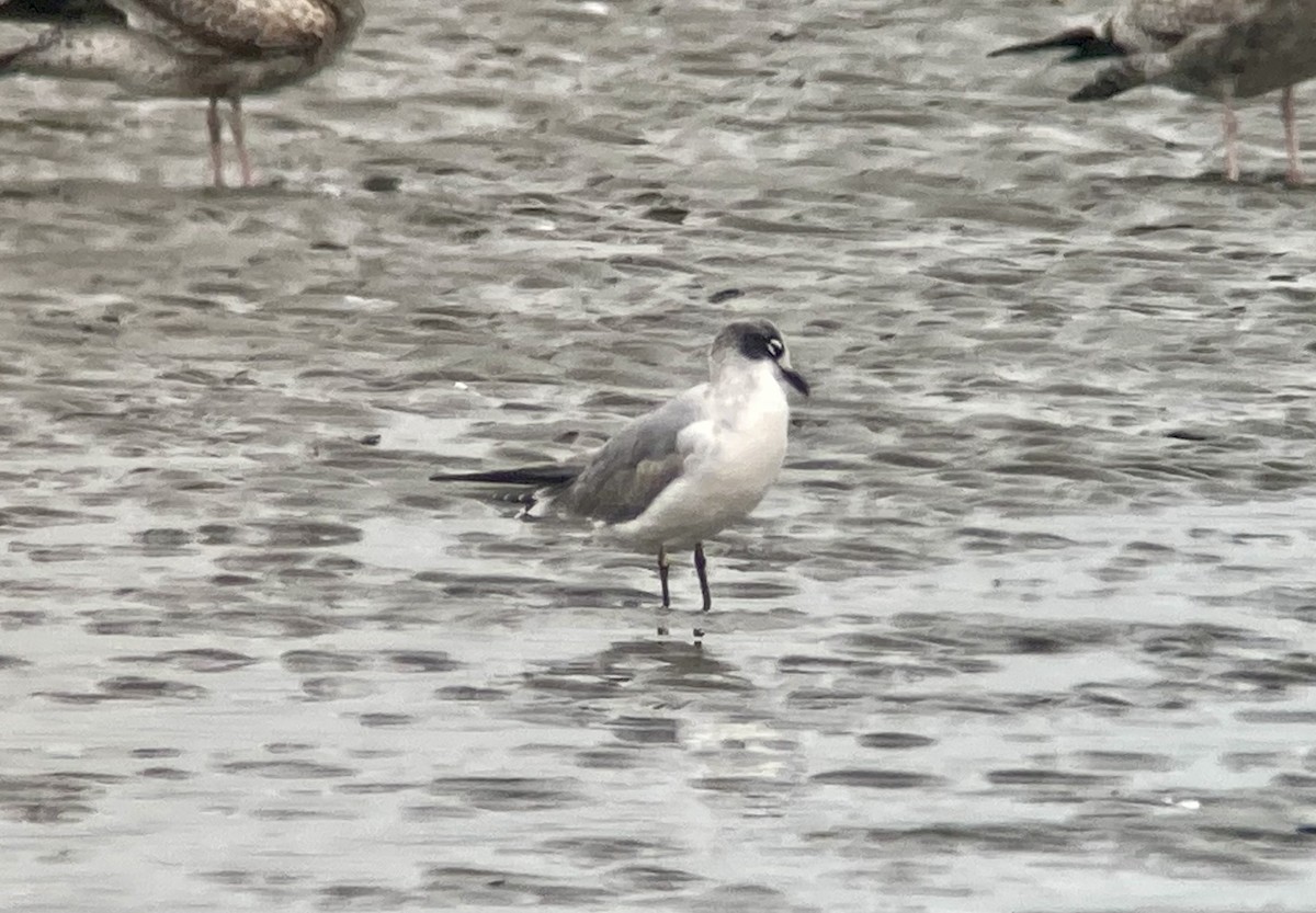 Mouette de Franklin - ML641373086