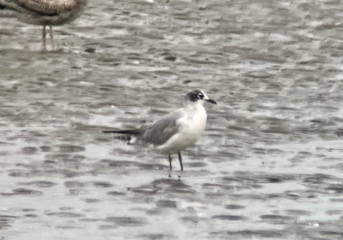 Mouette de Franklin - ML641373087
