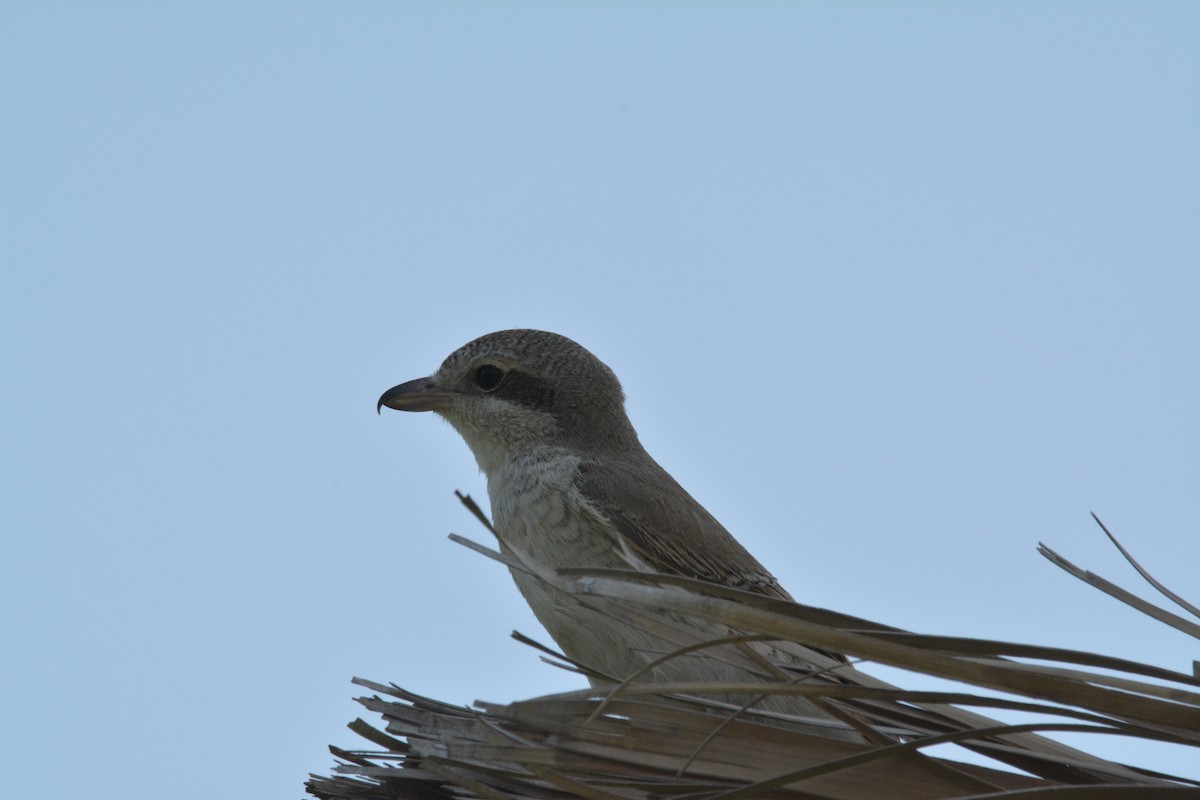 Red-tailed Shrike - ML641373101