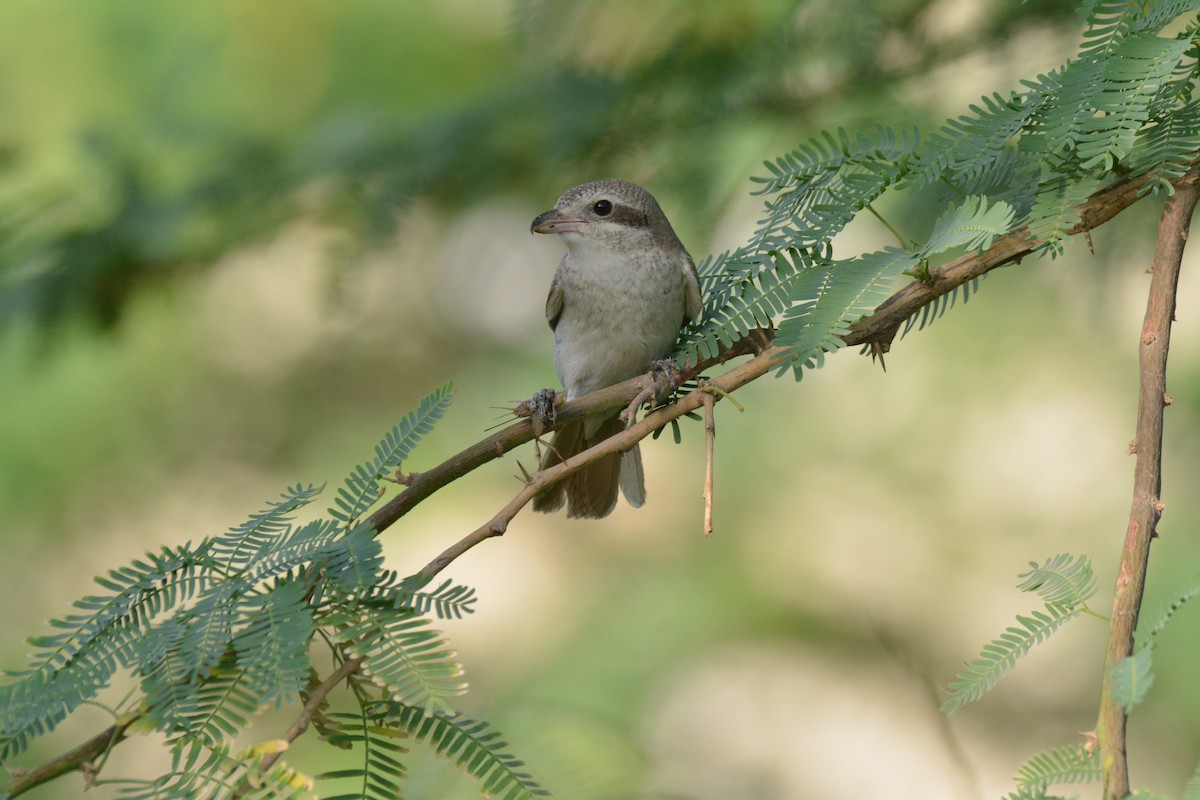 Red-tailed Shrike - ML641373102