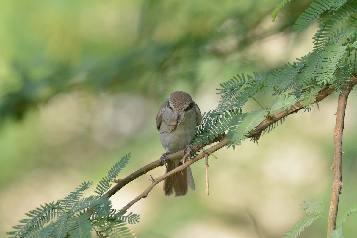 Red-tailed Shrike - ML641373104