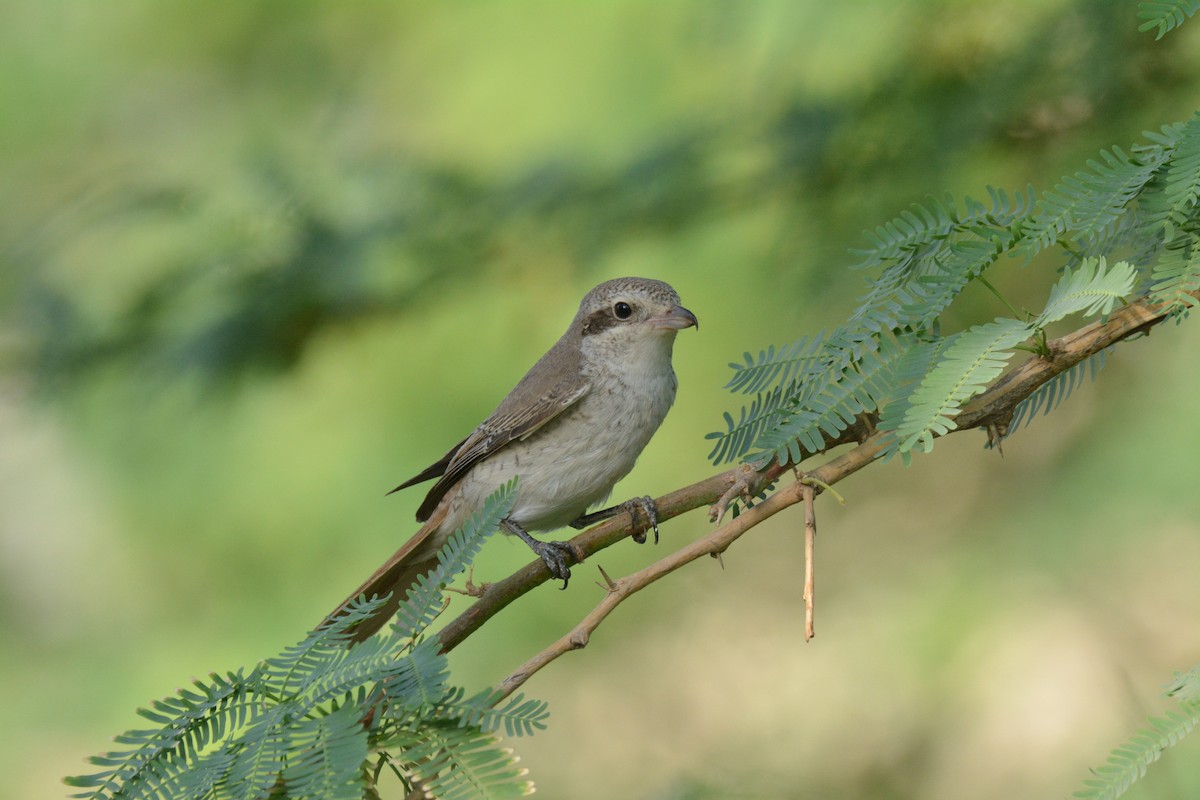 Red-tailed Shrike - ML641373105