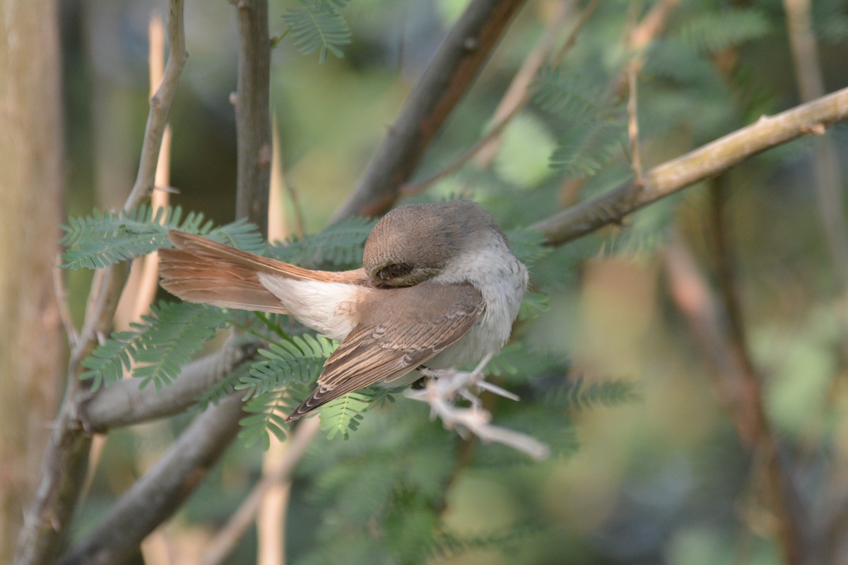 Red-tailed Shrike - ML641373106