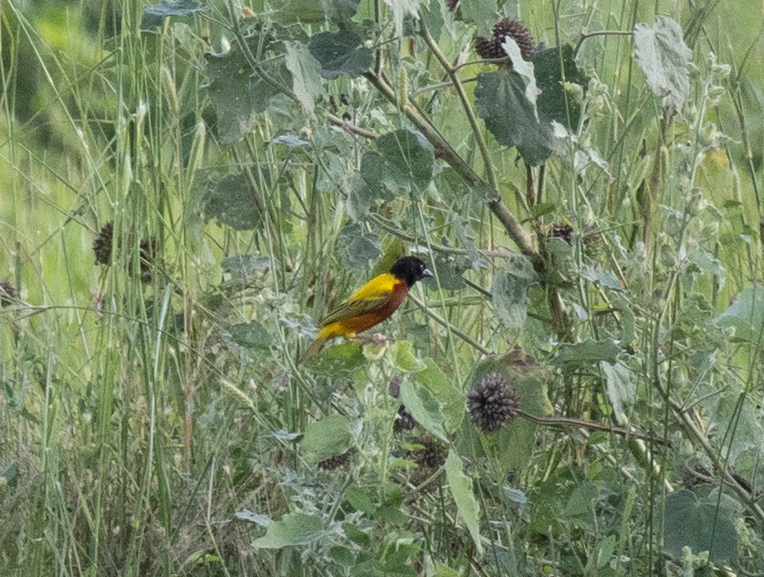 Golden-backed Weaver - ML641373146