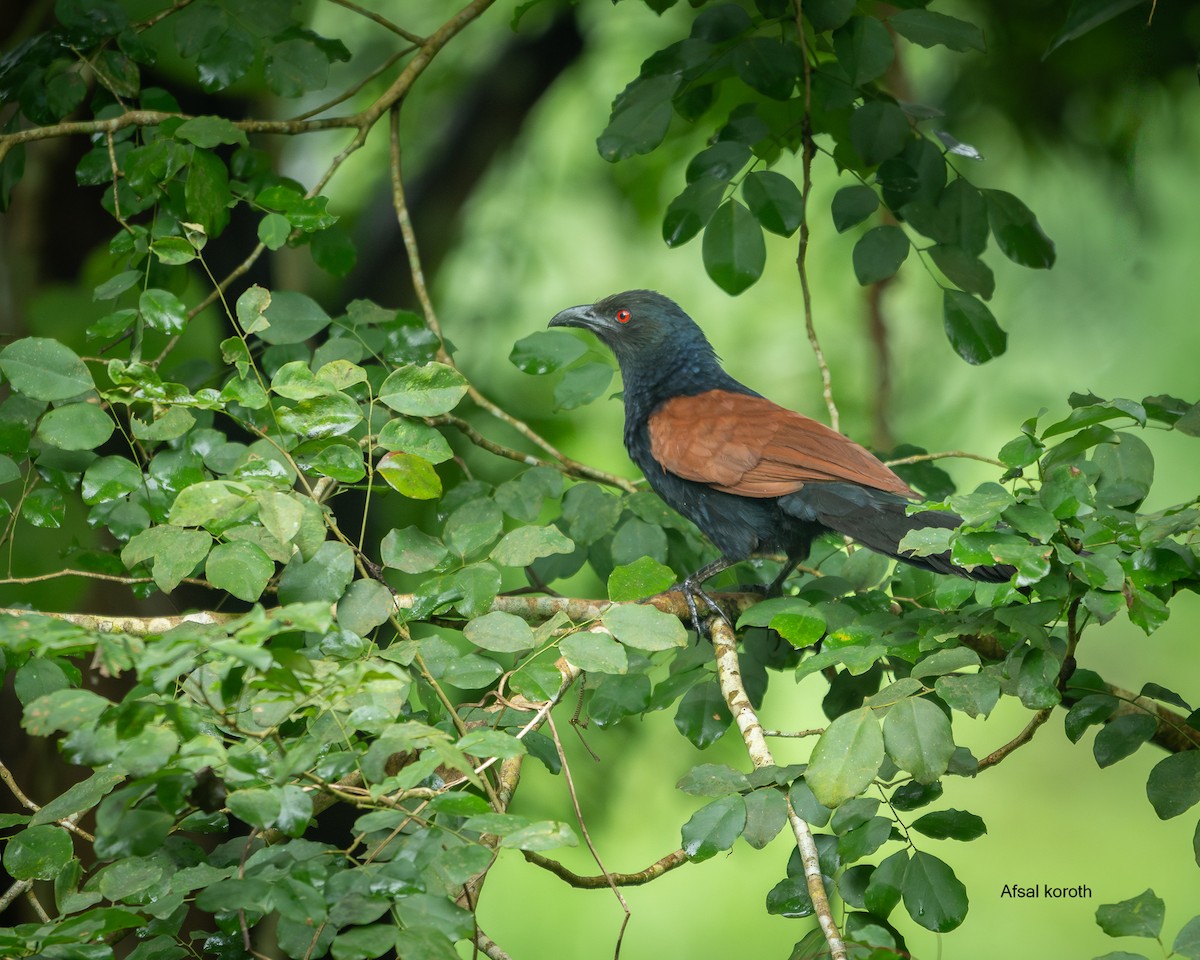 Greater Coucal - ML641373154
