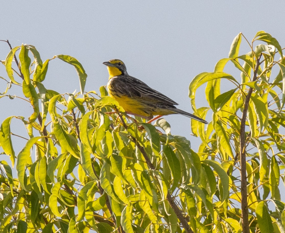 Yellow-throated Longclaw - ML641373162