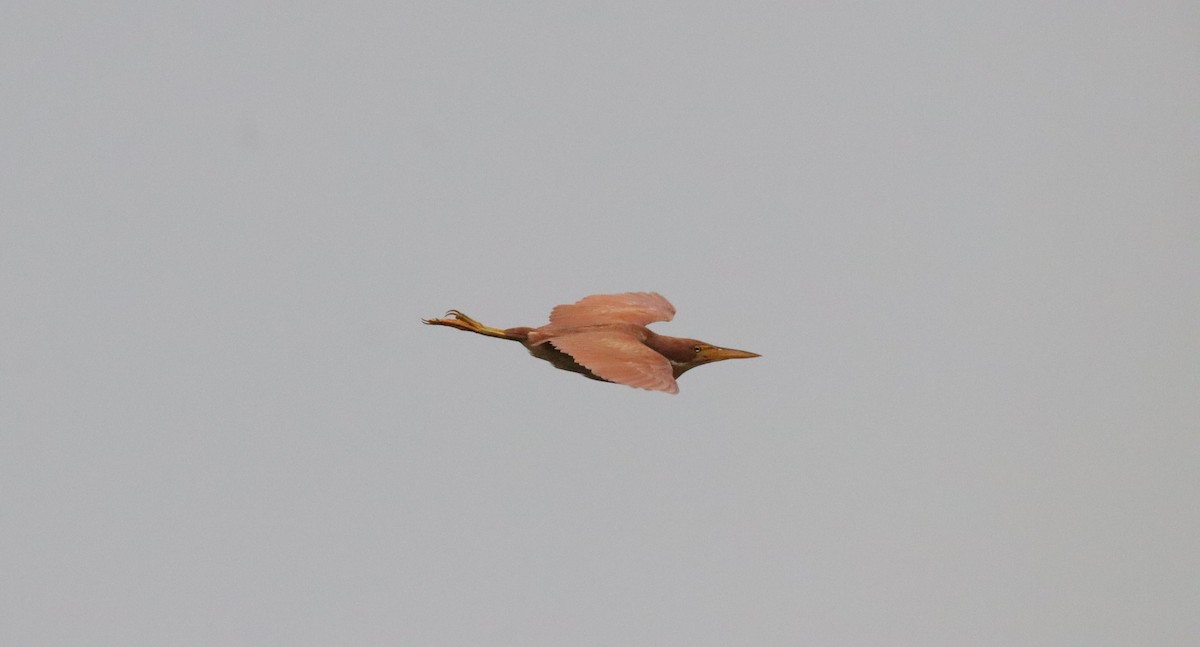 Cinnamon Bittern - ML641373165