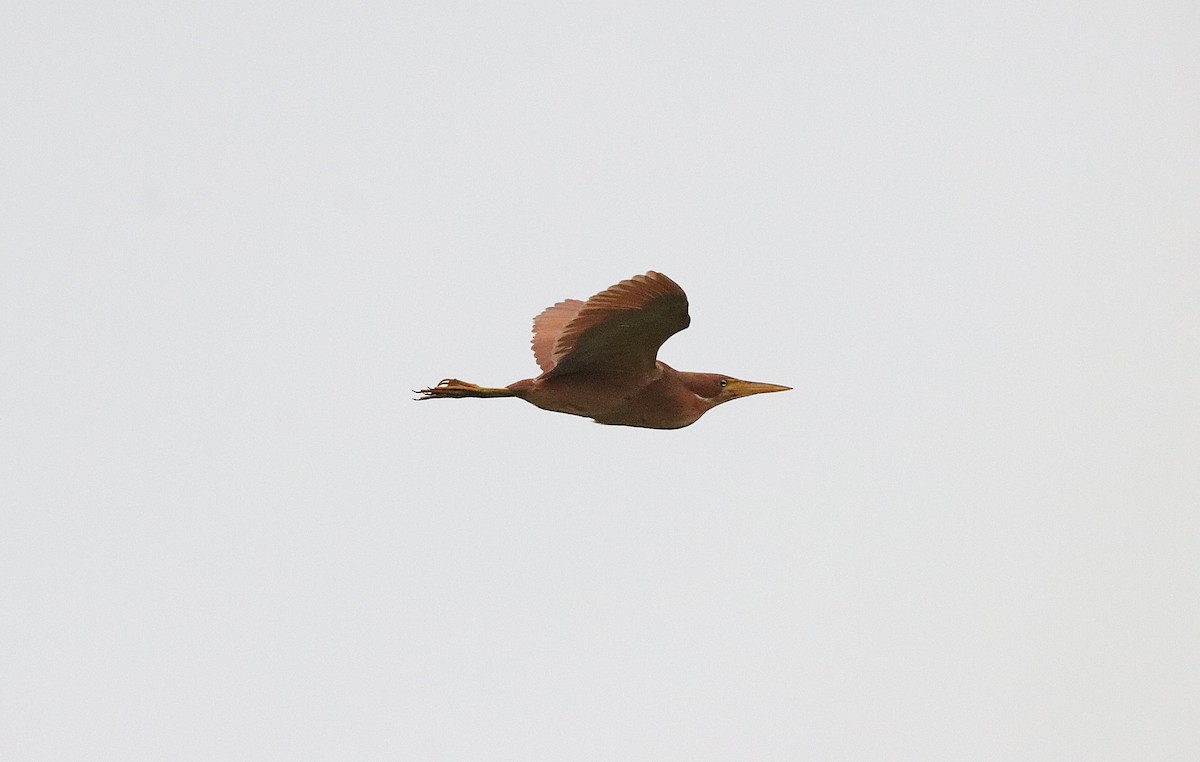 Cinnamon Bittern - ML641373166