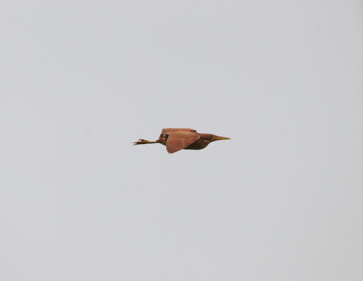 Cinnamon Bittern - ML641373167