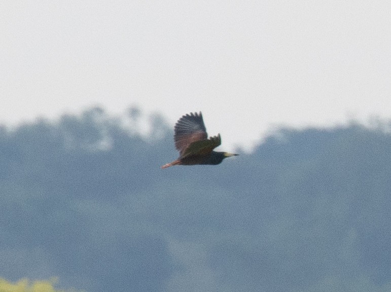 Rufous-bellied Heron - ML641373169