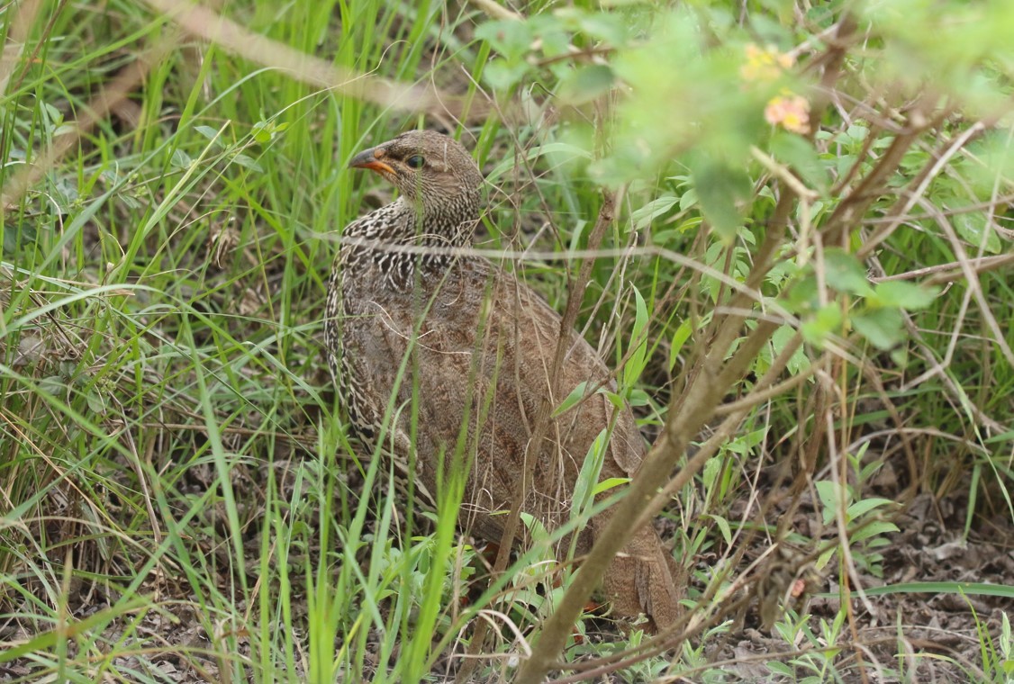 Hildebrandt's Spurfowl - ML641373199