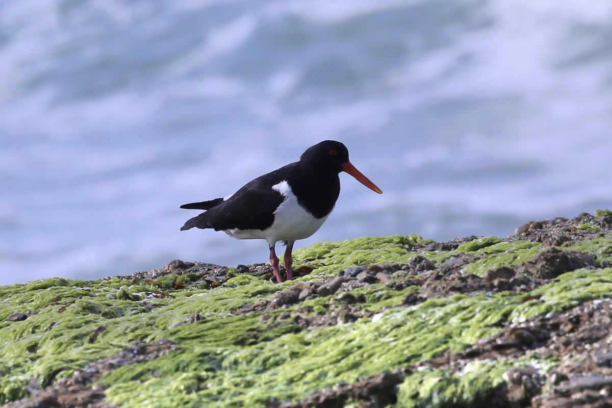Pied Oystercatcher - ML641373207
