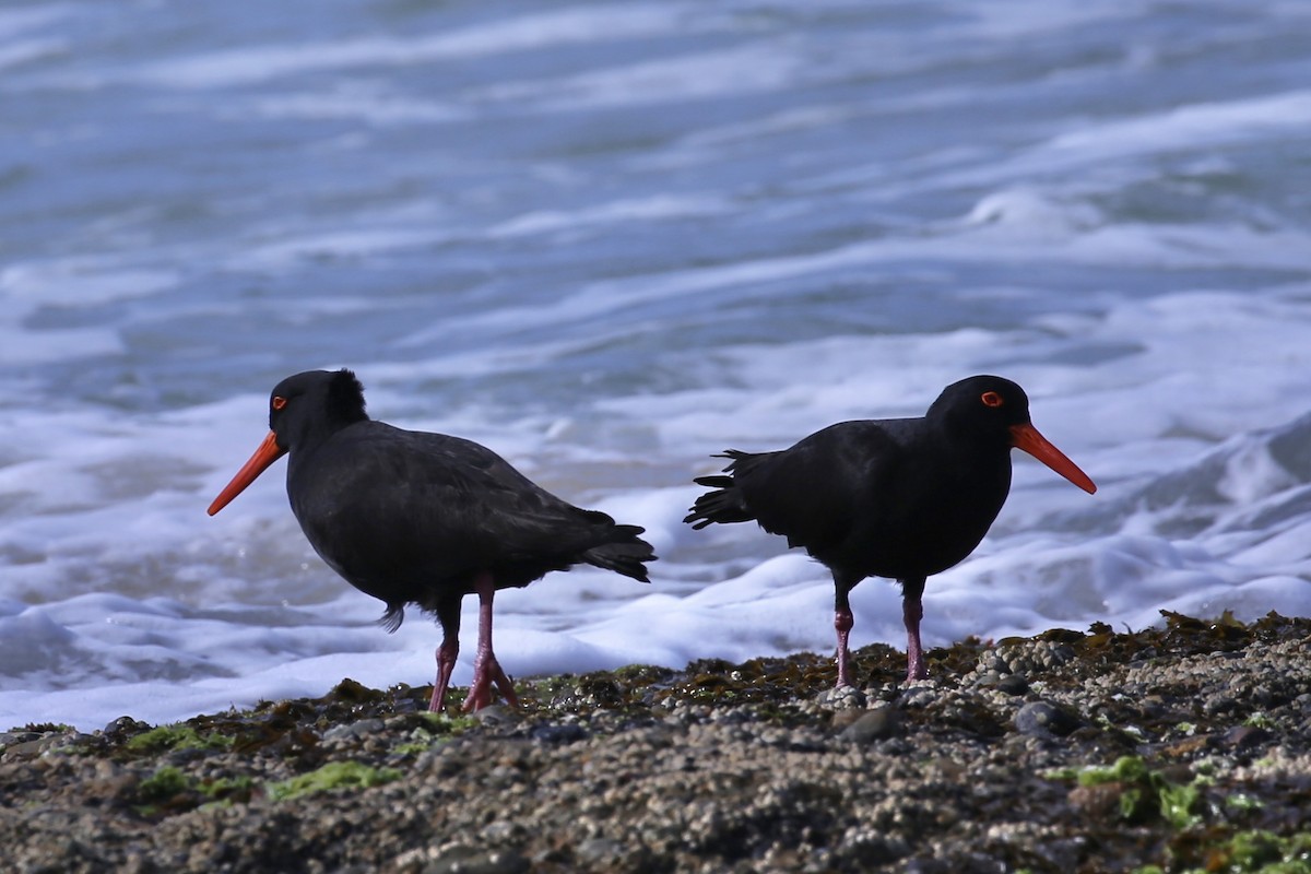 Sooty Oystercatcher - ML641373209