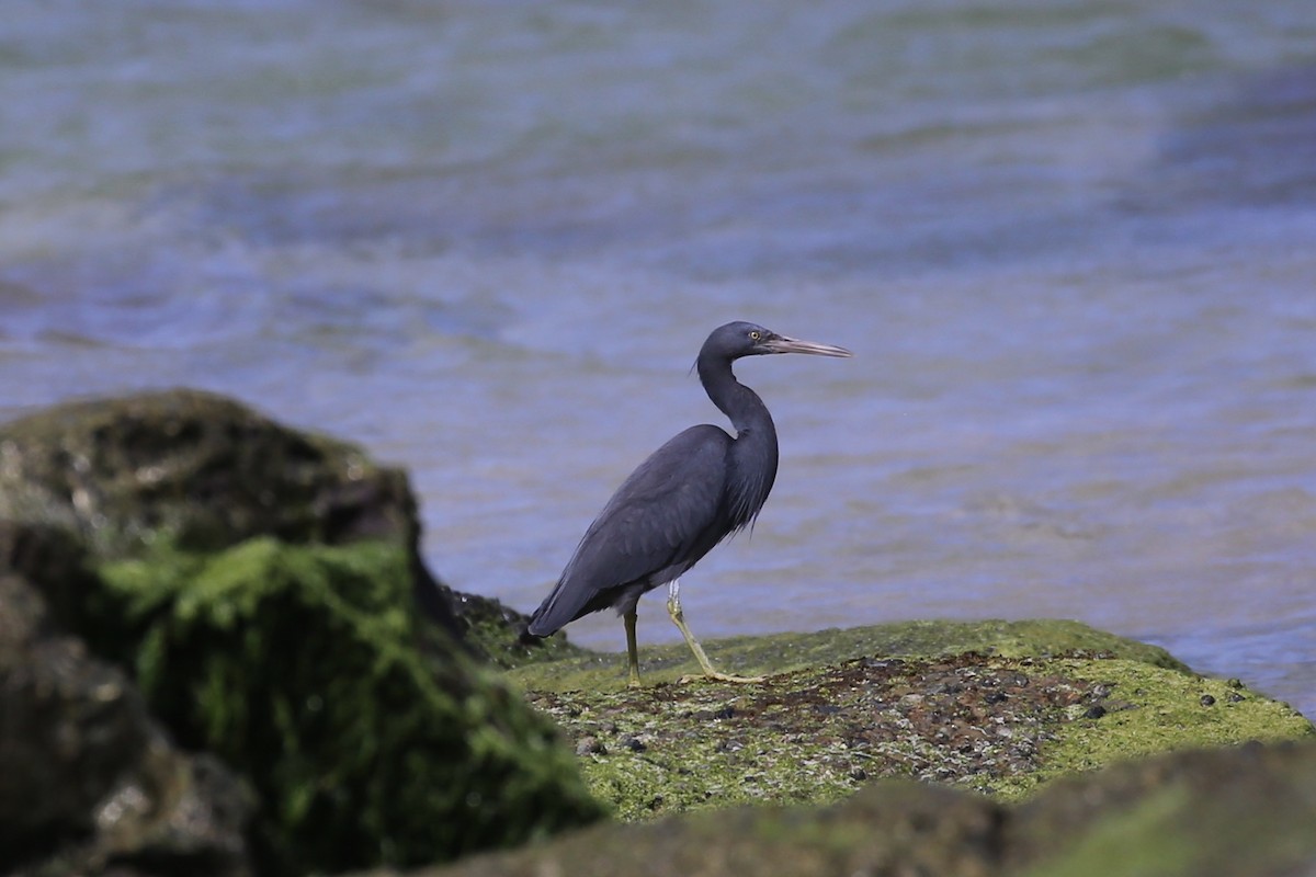Pacific Reef-Heron - ML641373210