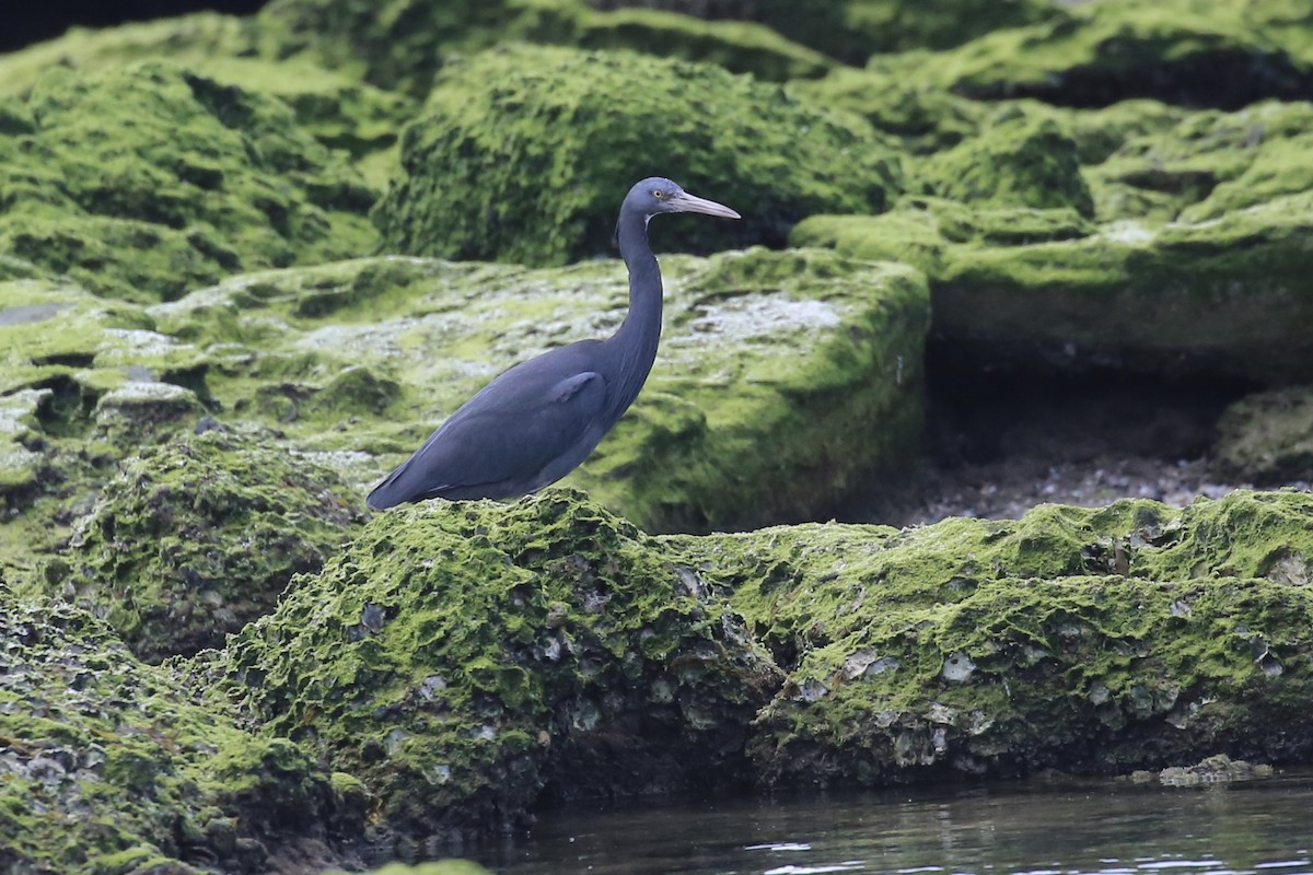 Pacific Reef-Heron - ML641373211