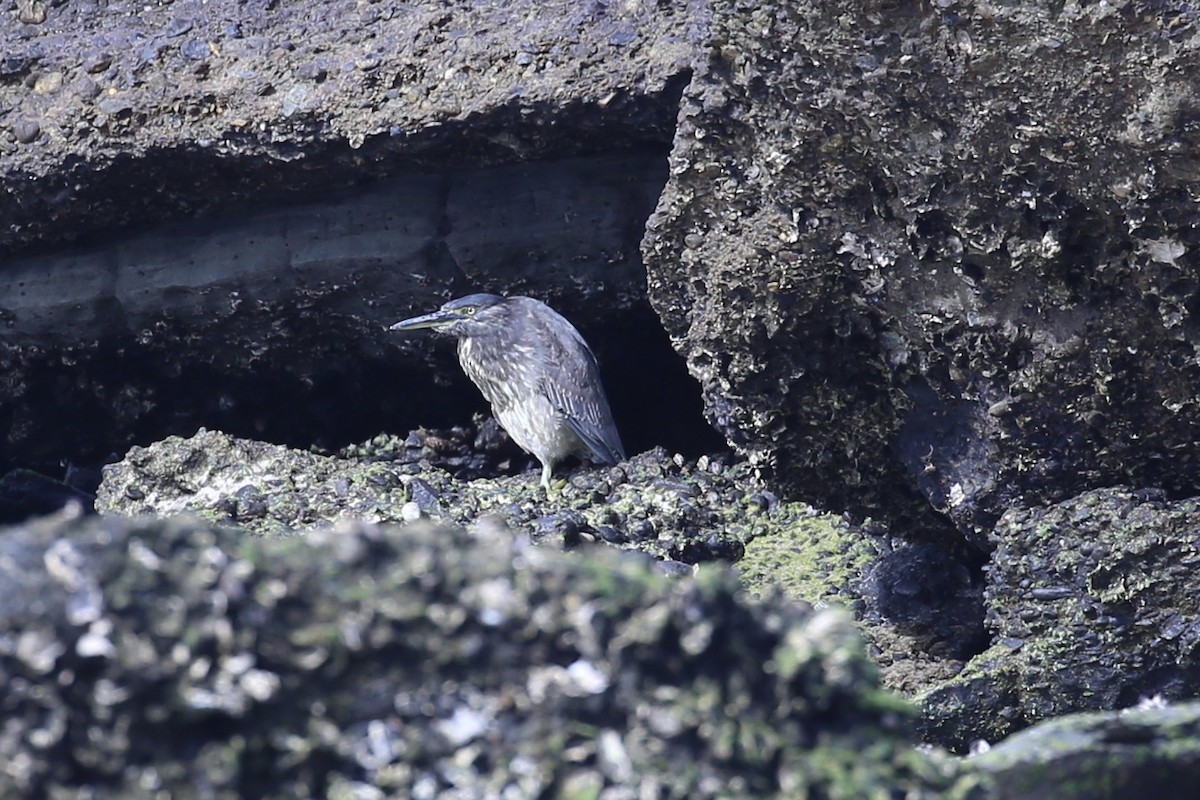 Striated Heron (Old World) - ML641373212
