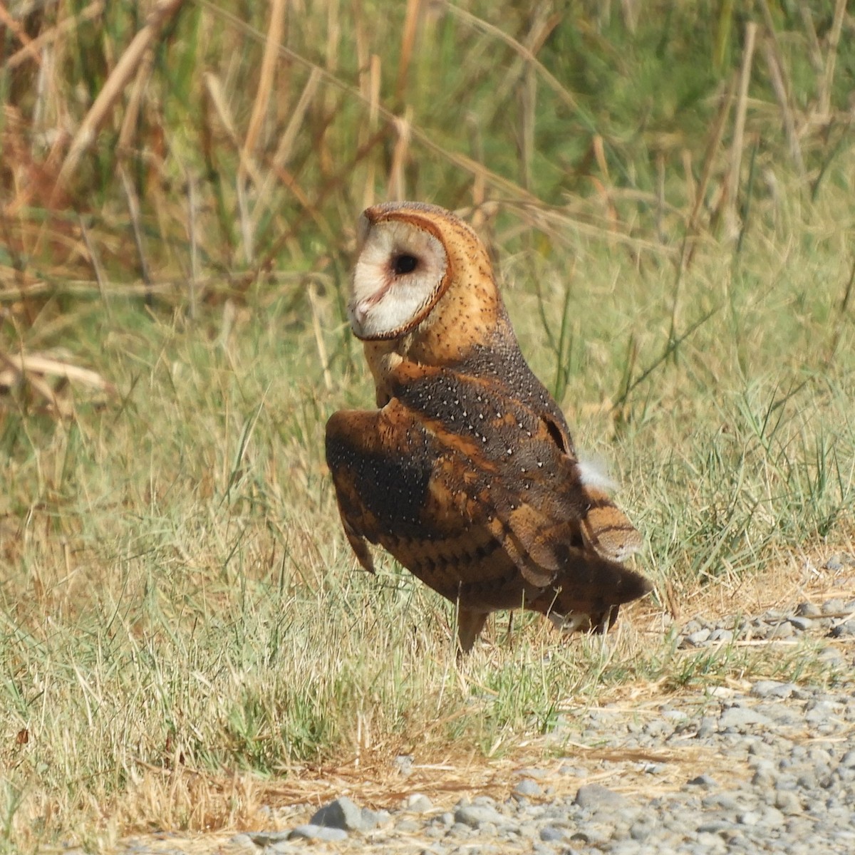 American Barn Owl - ML641373213