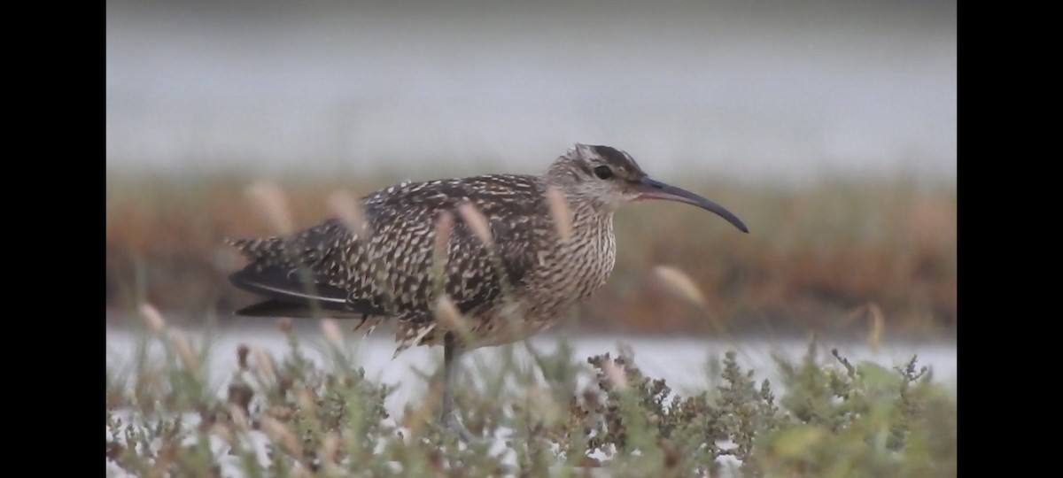 Regenbrachvogel - ML641373214