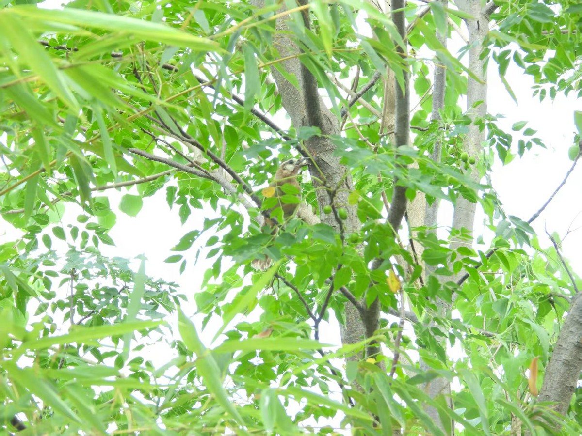 白頰噪眉 - ML641373228
