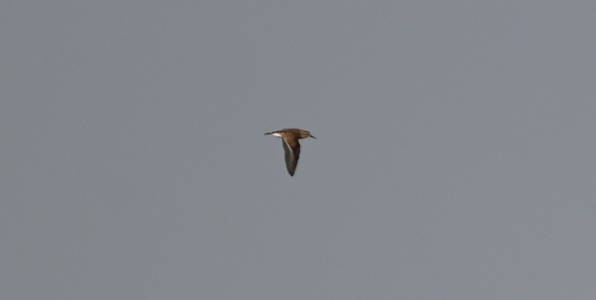 Calidris sp. - ML641373279