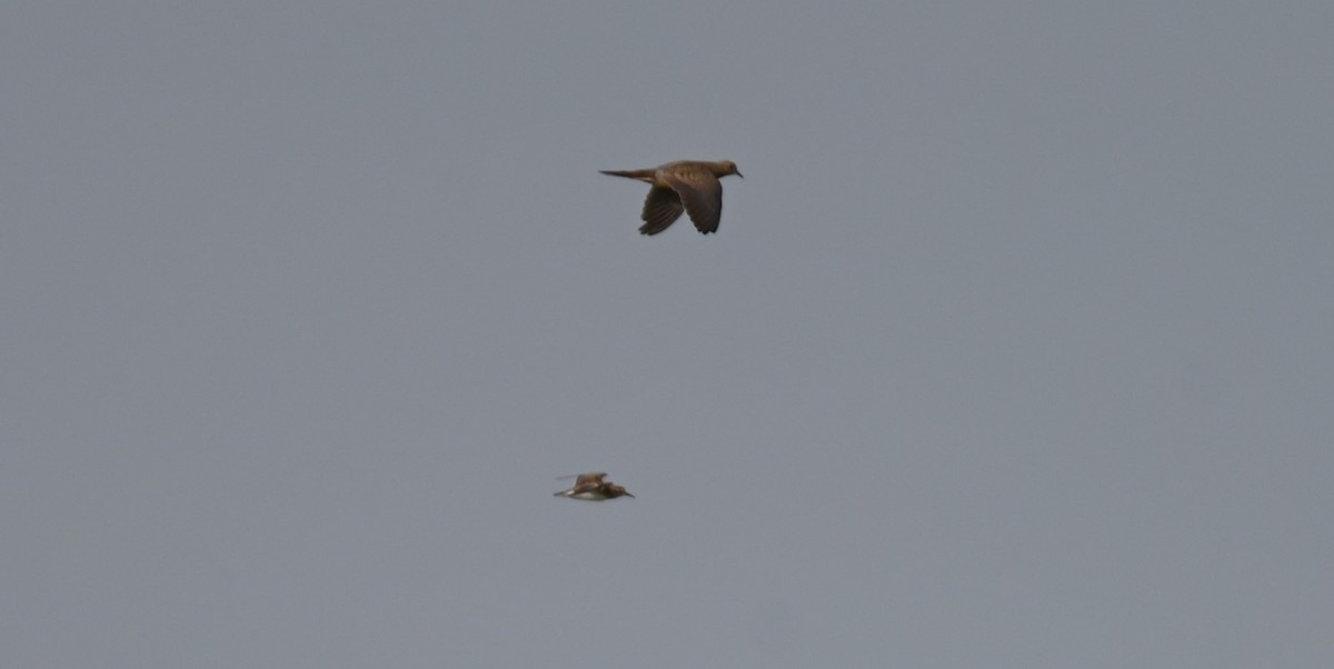 Calidris sp. - ML641373280
