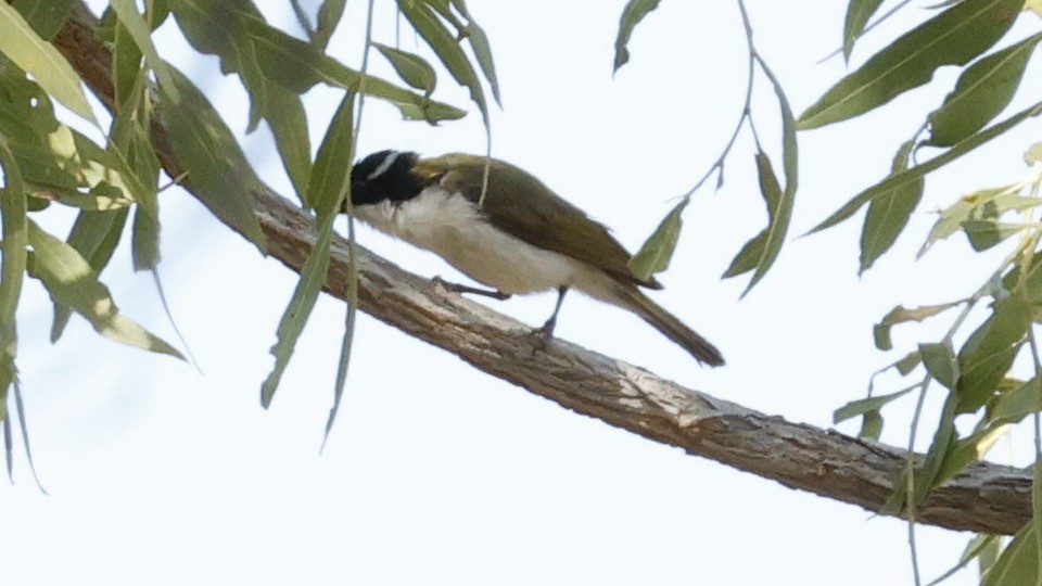 White-throated Honeyeater - ML641373290