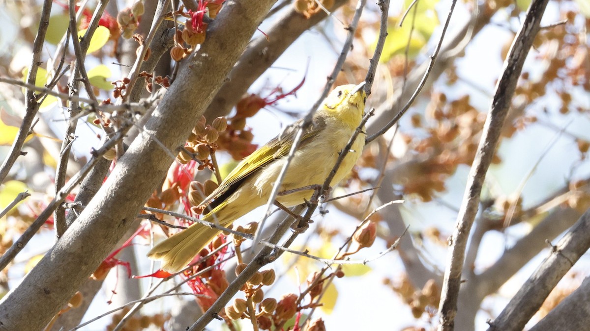 Yellow-tinted Honeyeater - ML641373309