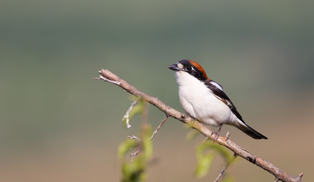 Alcaudón Común - ML641373335