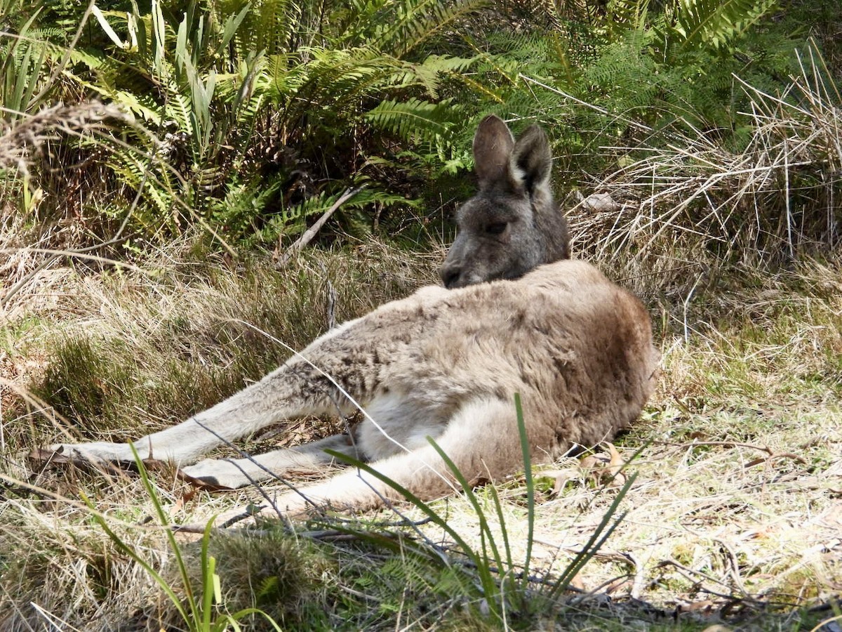 Grey Kangaroos - ML641373351