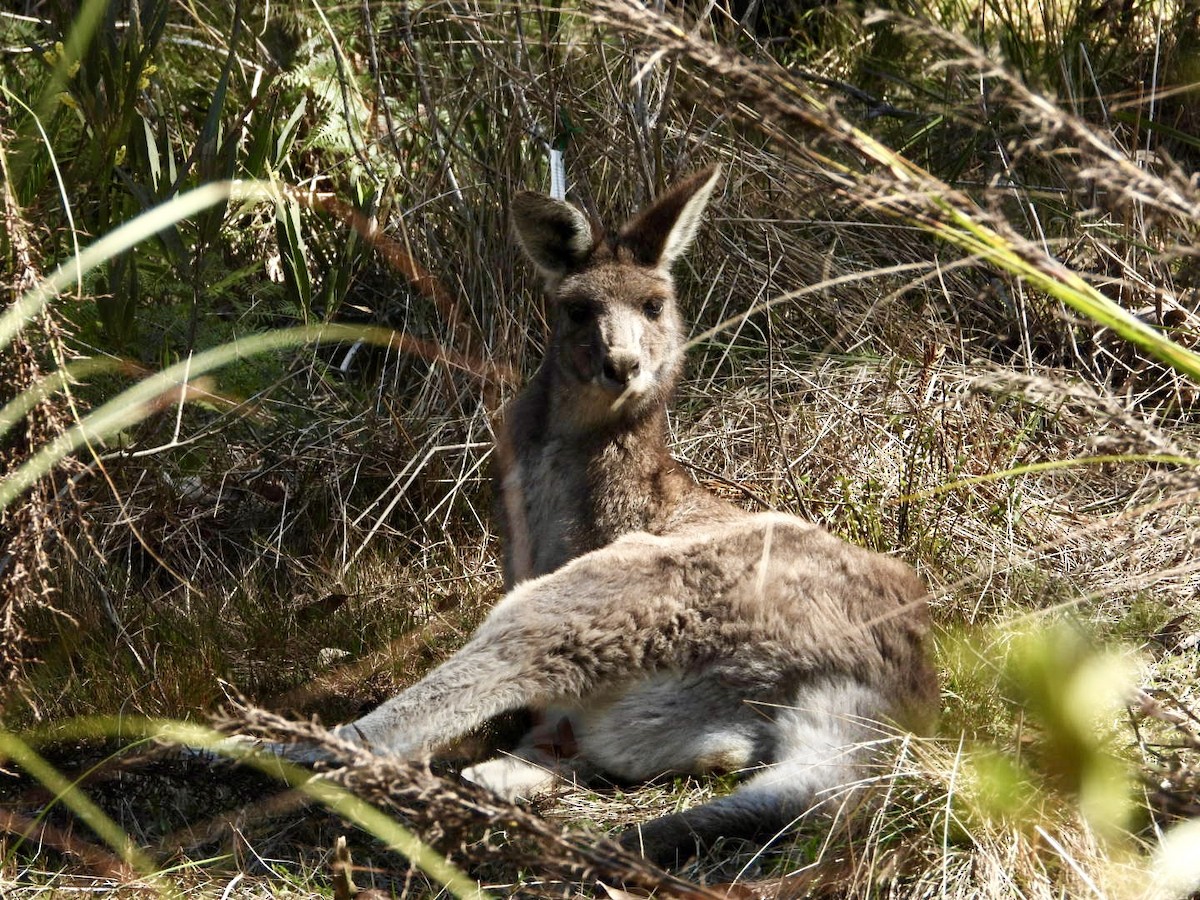 Grey Kangaroos - ML641373352