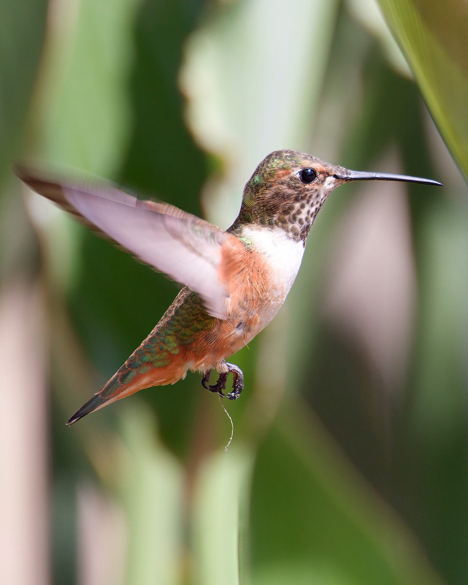 Allen's Hummingbird - ML641373356