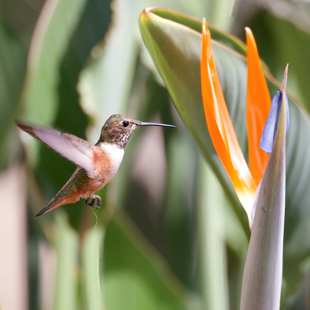 Allen's Hummingbird - ML641373358