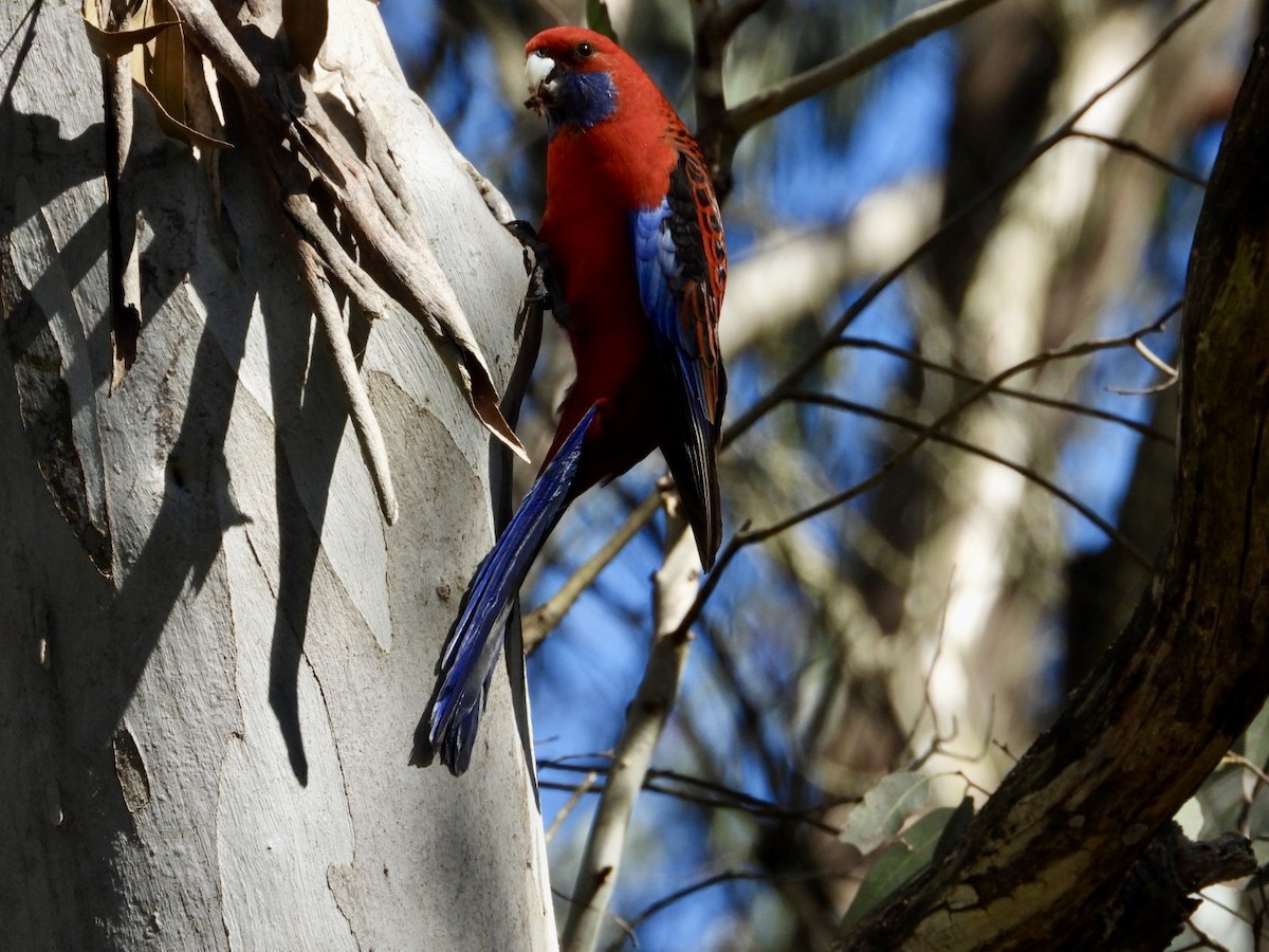 Crimson Rosella - ML641373374