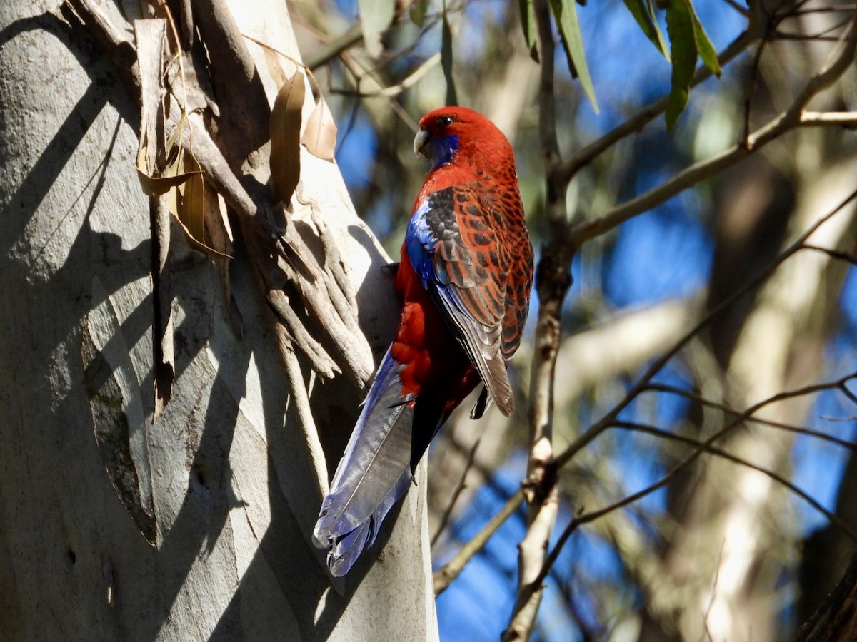 Crimson Rosella - ML641373375
