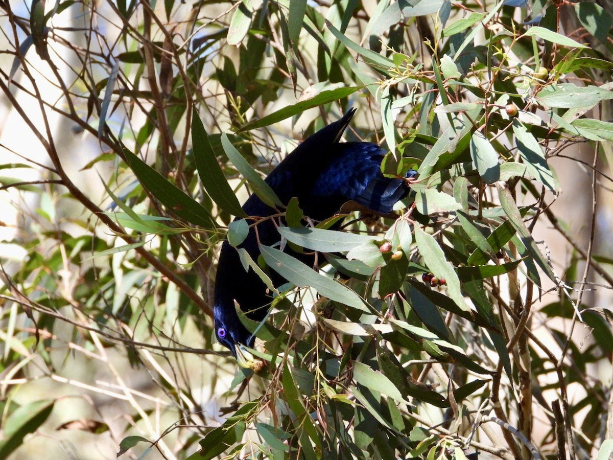 Satin Bowerbird - ML641373379
