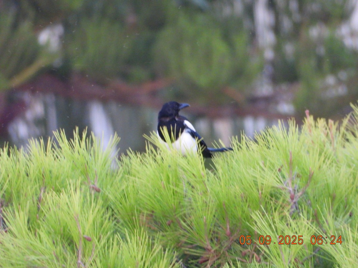 Eurasian Magpie - ML641373382