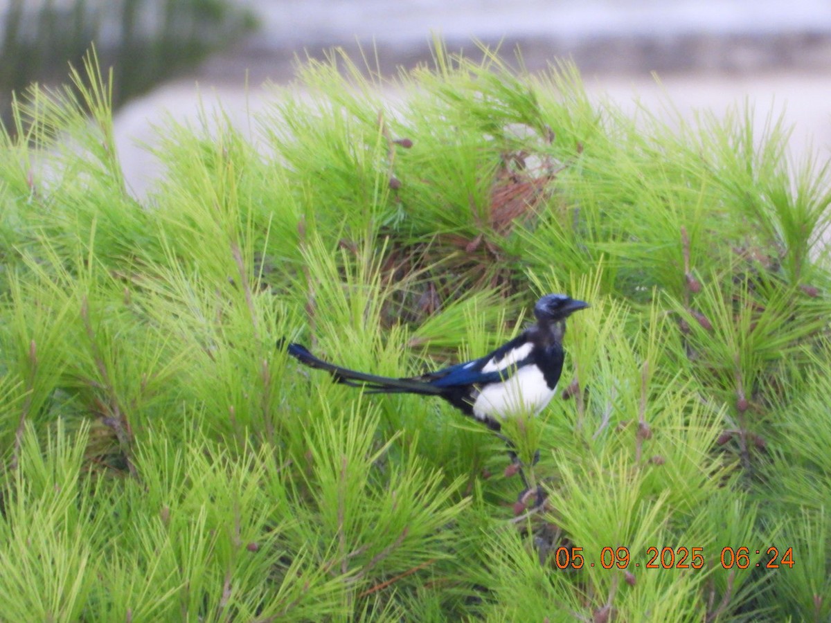 Eurasian Magpie - ML641373383