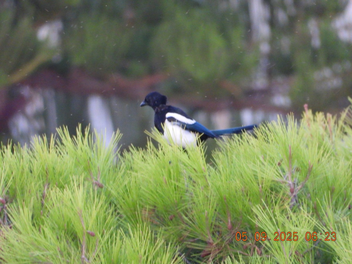 Eurasian Magpie - ML641373386