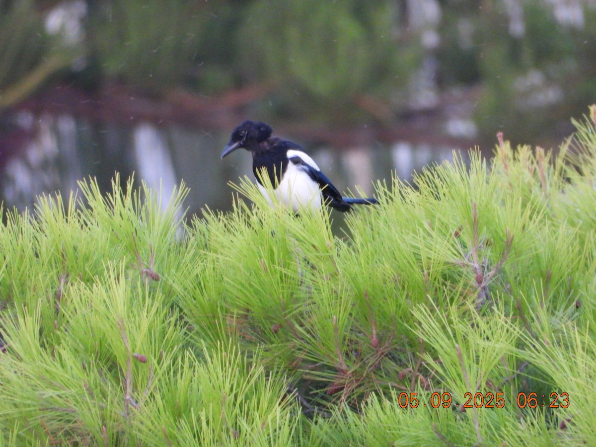 Eurasian Magpie - ML641373388