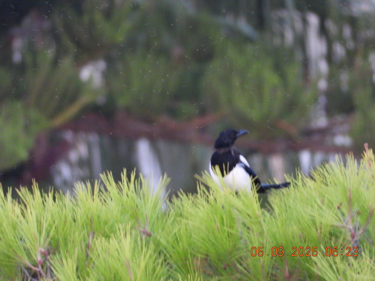 Eurasian Magpie - ML641373389