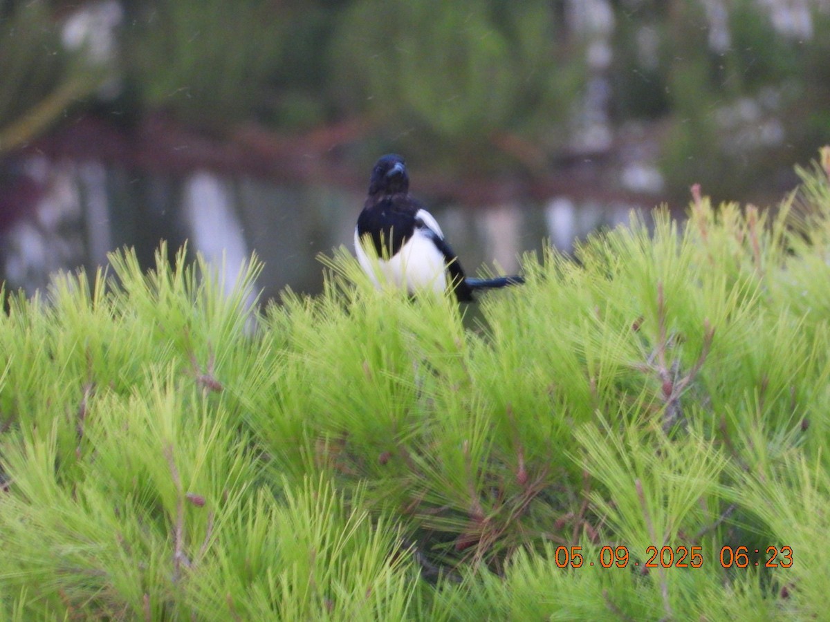 Eurasian Magpie - ML641373392