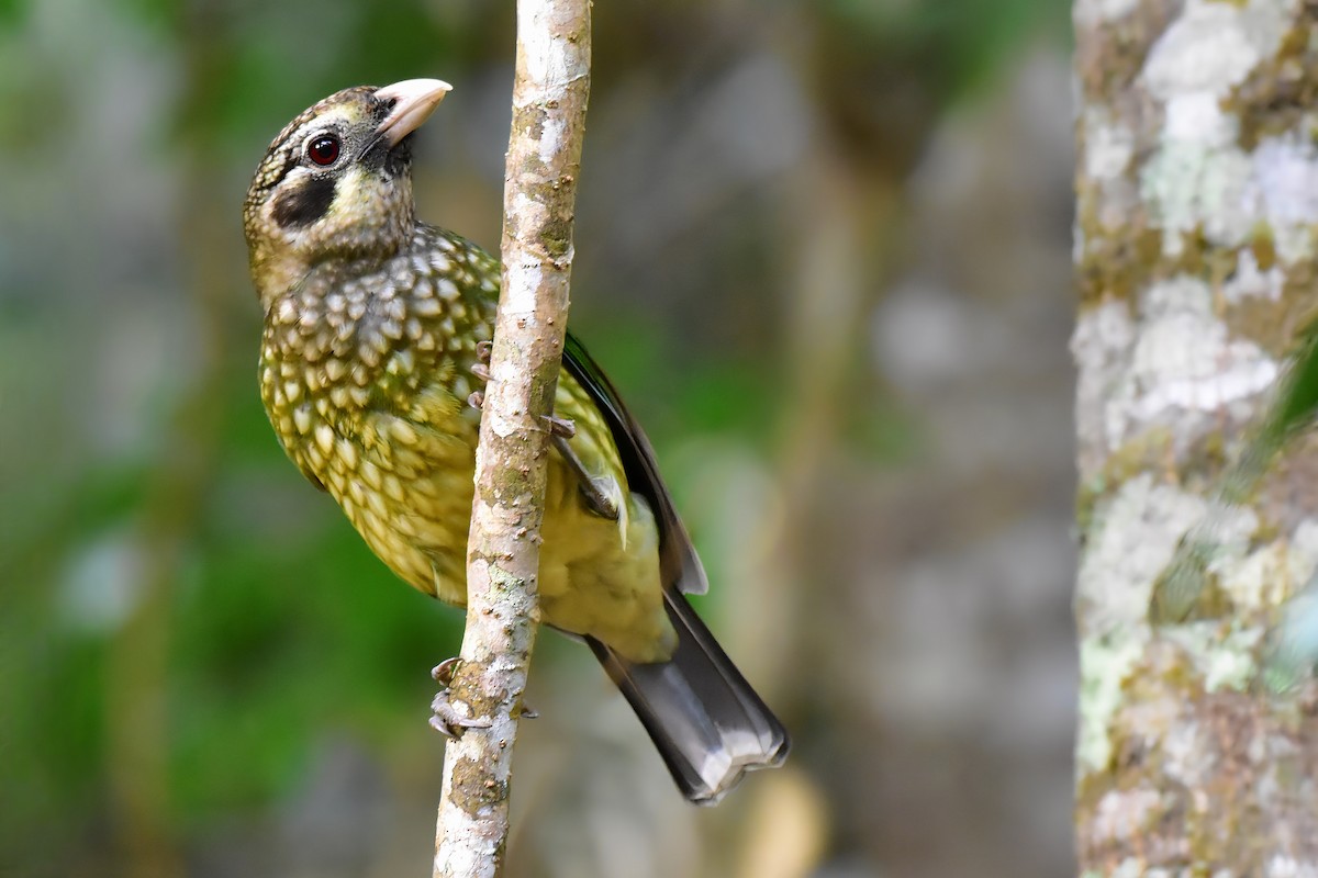 Spotted Catbird - ML641373393
