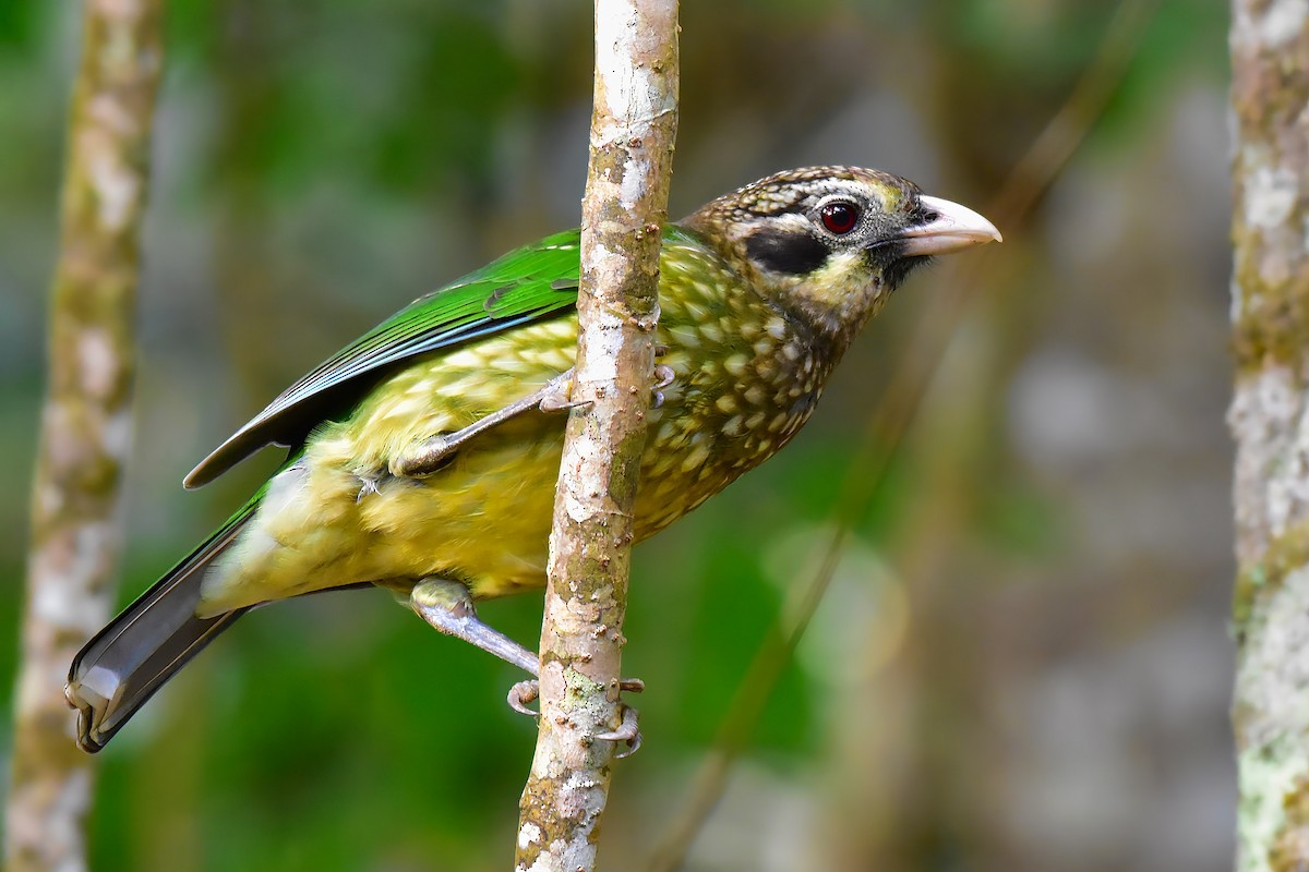 Spotted Catbird - ML641373394
